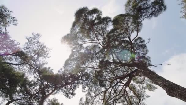 Pov 카메라를 하늘의 광선을 녹색은 하늘을 배경으로 정글을 터뜨린다 고품질 — 비디오