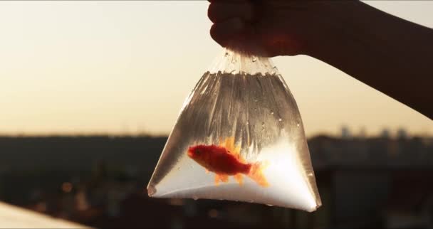 Pesce Rosso Sacchetto Sullo Sfondo Del Sole Tramonto Pesce Rosso — Video Stock