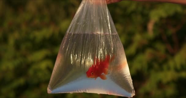 Pesce Rosso Sacchetto Sullo Sfondo Del Sole Tramonto Pesce Rosso — Video Stock