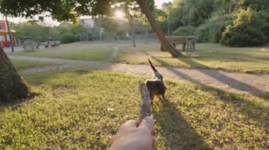 Slowmo 120 FPS, dişlerinde bir sopayla çimlerde koşan uzun saçlı bir köpek. Parkta oynayan mutlu köpek. Gün batımı ve yavaş çekim videosu. Evcil hayvanlar mutludur. Yüksek kalite 4k görüntü