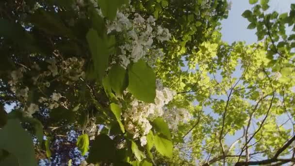하늘을 배경으로 나뭇잎들 바람에 나뭇잎을 움직이게 태양이 지나가게 합니다 고품질 — 비디오