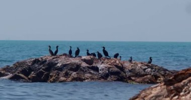 Büyük karabatak kuşu Phalacrocorax karbonhidrat güneşin doğuşunda denizde bir taşın üzerine tünemiş. Yüksek kalite 4k görüntü