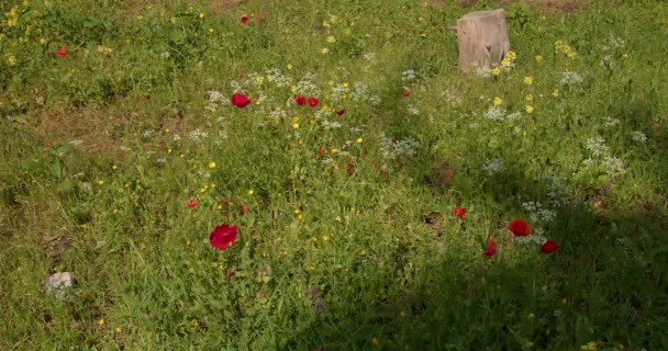 野生の花のフィールド 春に野生動物 野生の花のフィールドに赤いケシ 高品質4K映像 — ストック動画
