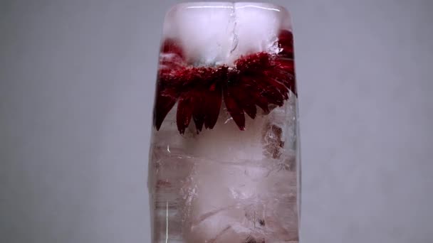 一朵花 一株植物 一枝玫瑰在水里消融的时间 冻死的植物在水里 生命本身的概念 时光流逝的花朵 高质量的4K镜头 — 图库视频影像
