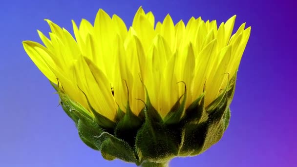 Yellow Sunflower Head Blooming Time Lapse Opening Flower Blue Background — Stock Video