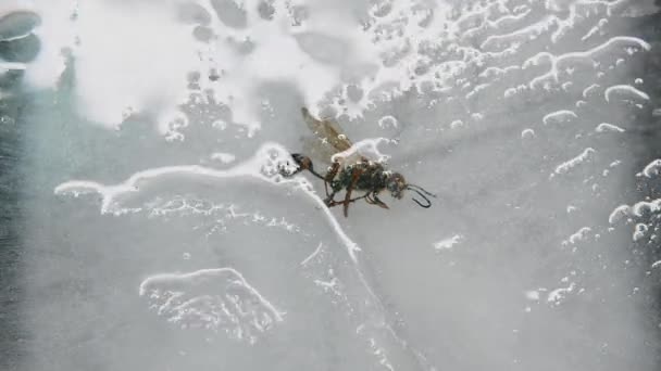 古老的昆虫被冰融化了 冰河时期的昆虫 昆虫的危害 古老的病毒 昆虫对人类很危险冰河时期的化石高质量的4K镜头 — 图库视频影像