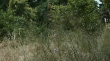 Uzun otlar rüzgarda sallanıyor. Yeni Zelanda keteni. Yağmurdan önceki rüzgar tarladaki çimlerin yapraklarını sallıyor. Gök gürültülü bir fırtına bekleniyor. Bağımsız sinema, Tarkovsky. Yüksek kalite 4k görüntü