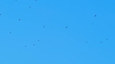 Bir yeşil papağan sürüsü günbatımı gökyüzünün arka planında uçuyor. Yeşil papağanlar. Göçmen kuşlar. Bulutlu güzel bir gökyüzü. Gün batımı. Yüksek kalite 4k görüntü