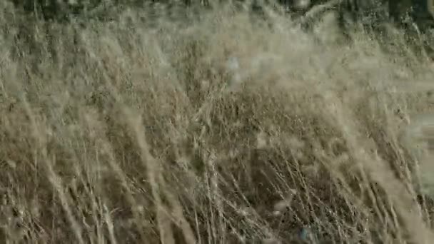 Herbe Haute Oscille Dans Vent Lin Néo Zélandais Vent Avant — Video