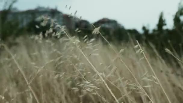 風の中で草が泳いでいる ニュージーランド風味 雨の前の風は畑の草の葉を揺るがしています 雷雨を待っている 独立した映画 ターコフスキー 高品質の4K映像 — ストック動画
