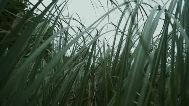 Herbe Haute Oscille Dans Vent Lin Néo Zélandais Vent Avant — Video