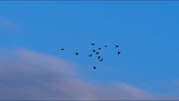 Flock Green Parrots Flies Backdrop Sunset Sky Green Parrots Migratory — Stock Video
