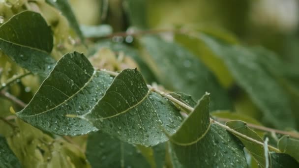 Eső Zuhany Sűrű Erdőben Közelkép Esőzések Dzsungelben Vízcseppek Rögzített Zöld — Stock videók