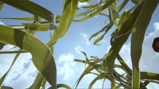 Сільськогосподарська Кукурудза Захист Навколишнього Середовища Чоловік Фермер Торкається Руки Поливаючи — стокове відео