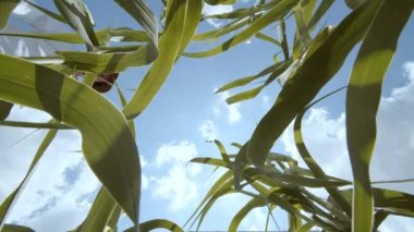 tarım mısırı. Çevre koruması. Çiftçi adam bir el, mısır bitkilerini kara toprağa döküyor. Çiftçinin eli tarımdaki hasadı kontrol ediyor. Gezegen eko tarım kavramını koruyor. POV