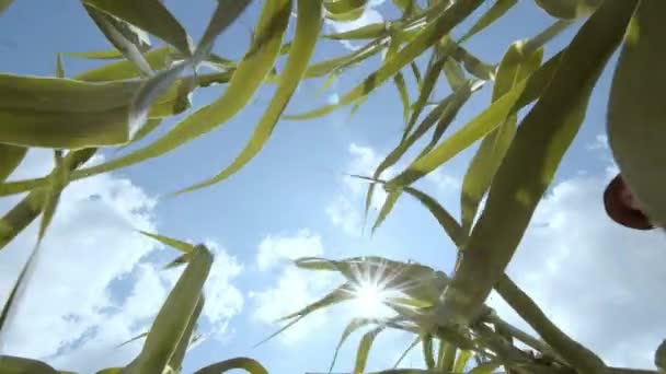 Tarım Mısırı Çevre Koruması Çiftçi Adam Bir Mısır Bitkilerini Kara — Stok video