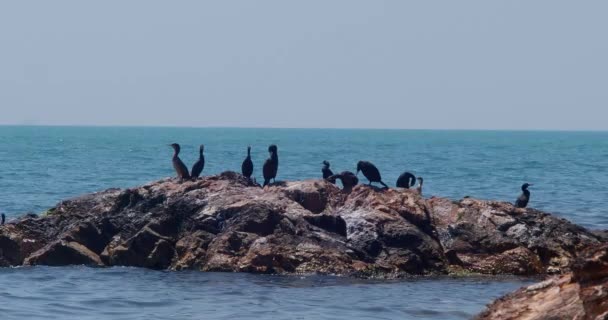 Great Cormorant Bird Phalacrocorax Carbo Perched Stone Sea Scenic Sunrise — Stock Video
