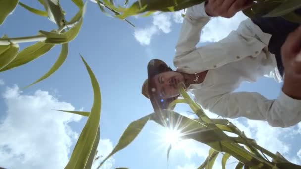 Mezőgazdasági Kukorica Környezetvédelem Egy Gazda Keze Hozzáér Hogy Kukoricát Öntsön — Stock videók