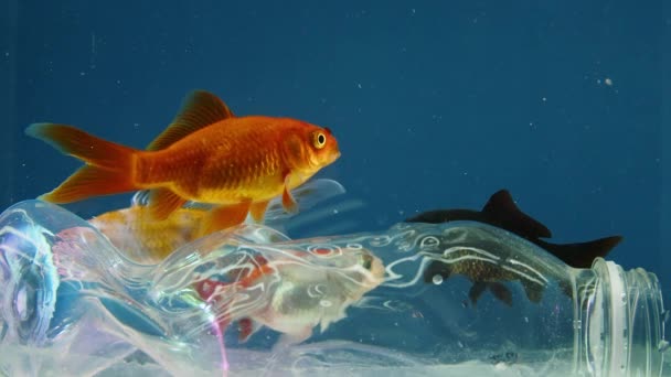 Kirli Suyun Altında Plastik Çöplerle Yüzen Deniz Balığı Okyanustaki Vahşi — Stok video
