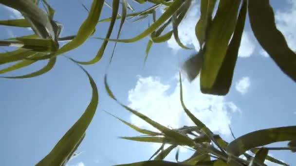 草の茂みから 広い角度で雲がついた明るい空に撮影 植物の生命 自然環境の自然 パブリック トウモロコシのフィールド 高品質の4K映像 — ストック動画