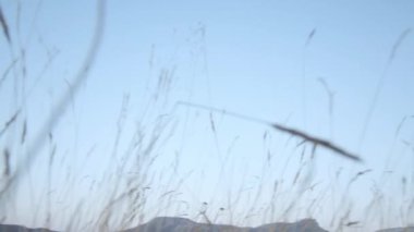 Bu videoda özgürlük ve macera kavramı canlı bir şekilde hayata geçirildi. Bu cüretkar sıçrama sadece fiziksel bir başarıyı değil aynı zamanda amansız yaşam arayışı metaforunu da temsil ediyor.
