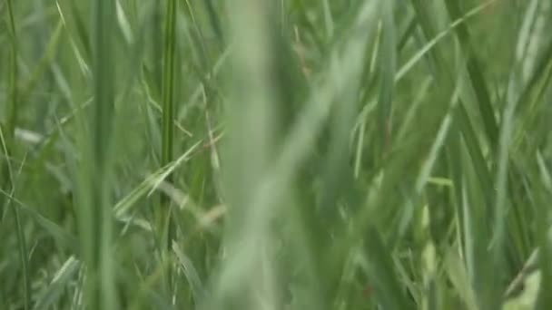 Agricultura Agrícola Campo Verde Trigo Início Pôr Sol Movimento Luz — Vídeo de Stock