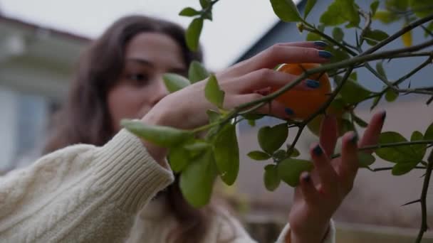 Doğanın Fısıldayan Sırları Arasında Bir Kadın Portakal Ağacının Altın Çiçeklerini — Stok video