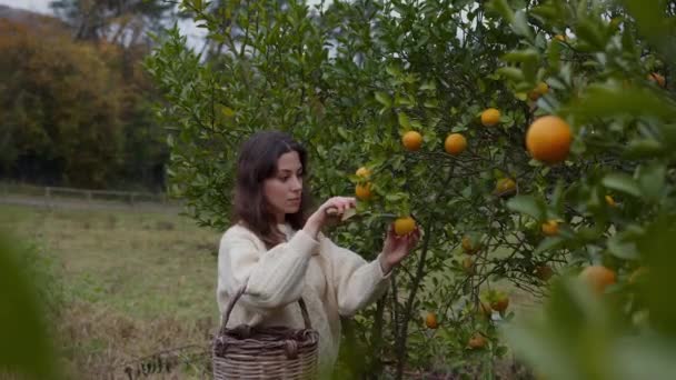 자연의 속삭이는 가운데 여자가 오렌지 나무의 제물을 수확으로 과일의 시각적 — 비디오