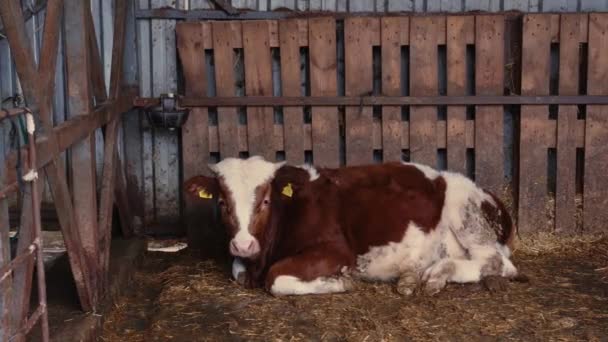 在田园风光的中心 一头好奇的奶牛近在咫尺 吸引着观众来到温文尔雅的牛群好奇的世界 这种亲密接触抓住了和谐的本质 — 图库视频影像