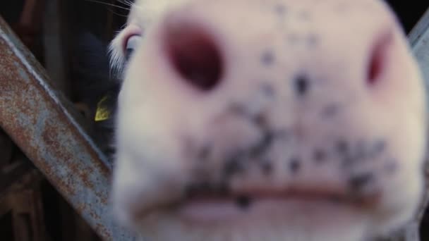 Sercu Krajobrazu Duszpasterskiego Zbliża Się Dociekliwe Spojrzenie Krów Zapraszając Widzów — Wideo stockowe