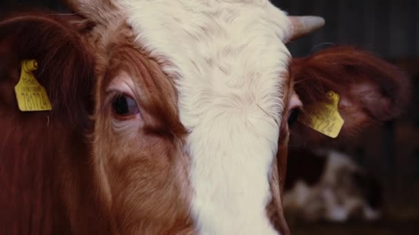 Cœur Paysage Pastoral Regard Curieux Des Vaches Approche Invitant Les — Video
