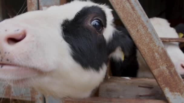 Corazón Paisaje Pastoral Una Mirada Inquisitiva Las Vacas Acerca Invitando — Vídeos de Stock