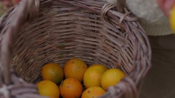 Treten Sie Ein Die Lebendigen Obstgärten Der Warme Schein Der — Stockvideo
