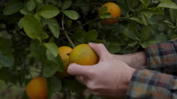 日光浴の黄金の輝きが枝からぶら下がる柑橘類の果樹園の静けさに足を踏み入れる この魅惑的なビデオでは 優しく手のアーティストリーを目撃します — ストック動画