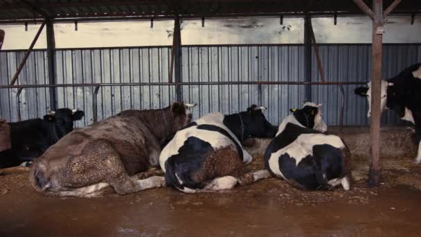 Inmitten Einer Weidelandschaft Nähert Sich Ein Neugieriger Blick Der Kühe — Stockvideo