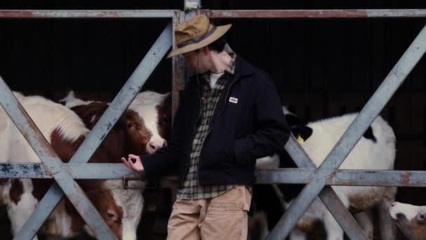 Çiftliğin Göbeğinde Kovboy Şapkası Kıyafeti Giymiş Bir Latin Çiftçi Sığır — Stok video