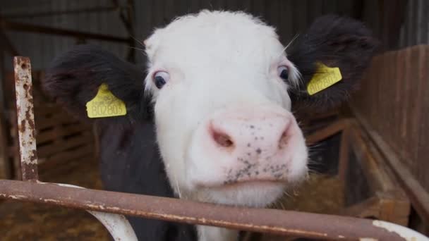 Στην Καρδιά Ενός Ποιμενικού Τοπίου Ένα Περίεργο Βλέμμα Αγελάδων Πλησιάζει — Αρχείο Βίντεο
