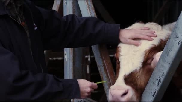 在农场的中心 一个戴着牛仔帽和工作服的拉丁农民站在牛圈旁边 与其中一头奶牛建立了真诚的联系 这个未被记录的时刻 — 图库视频影像