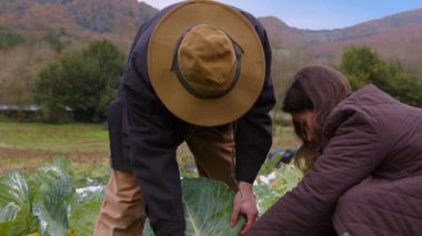 Sonbahar renginde bir manzaranın zengin duvar halısı arasında, bir çift hasat geleneğini sürdürüyor. Hasır şapkalı, koyu renk ceketli, kahverengi pantolonlu adam öne doğru eğildi.