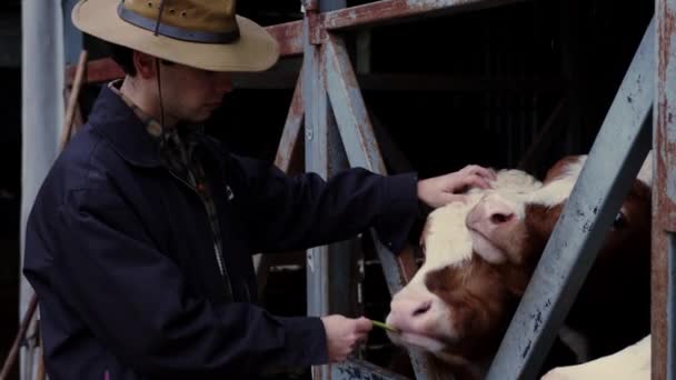 Çiftliğin Göbeğinde Kovboy Şapkası Kıyafeti Giymiş Bir Latin Çiftçi Sığır — Stok video