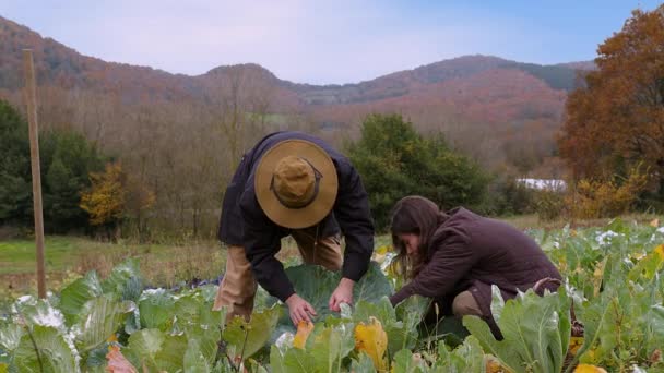 季節は田舎を激しい赤とオレンジのパレットで描くように 男と女は農業の芸術に取り組んでいます 涼しい天候のために適切に服を着た 大邸宅のわら帽子 — ストック動画