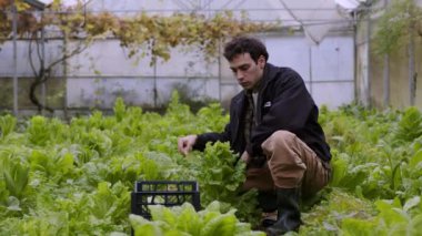 Kentsel bir seranın kalbinde, kıvırcık saçlı, pratik siyah ceket ve bej pantolon giymiş bir adam, yemyeşil yaprakların arasında diz çöküyor, bitkiler sessiz kalanlara karşı canlı bir yeşil