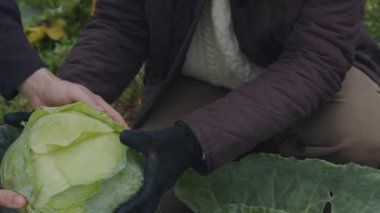 Mevsim kırmızı ve portakal paleti ile kırsal bölgeleri boyarken, bir erkek ve bir kadın tarım sanatında çabalara katılıyor. Serin hava için uygun giyinen adamlar hasır şapka takıyor.