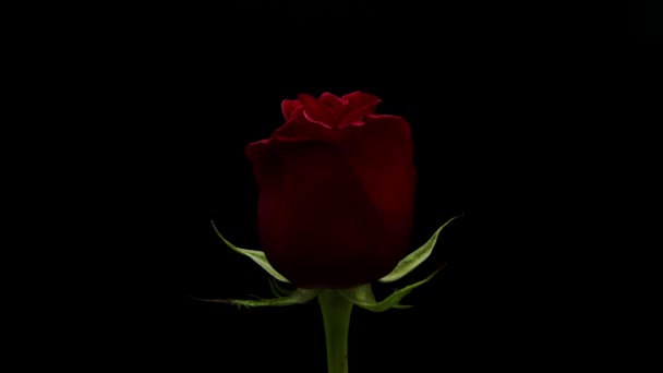 Este Vídeo Archivo Muestra Una Rosa Roja Vibrante Plena Floración — Vídeo de stock