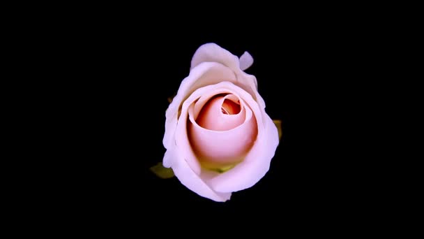 Een Delicate Roze Roos Domineert Het Frame Bloemblaadjes Zachtjes Uitrollen — Stockvideo