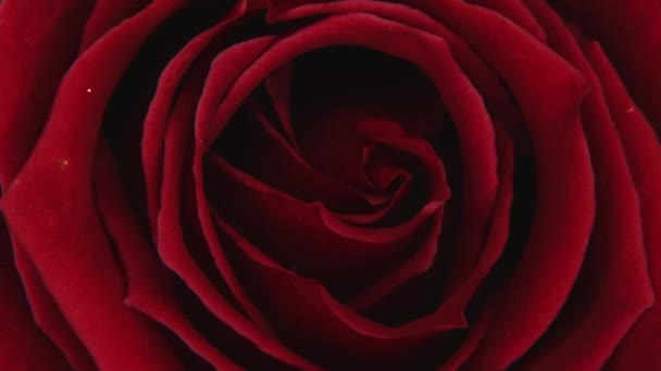 Este Quadro Captura Uma Visão Macro Uma Rosa Vermelha Profunda — Vídeo de Stock