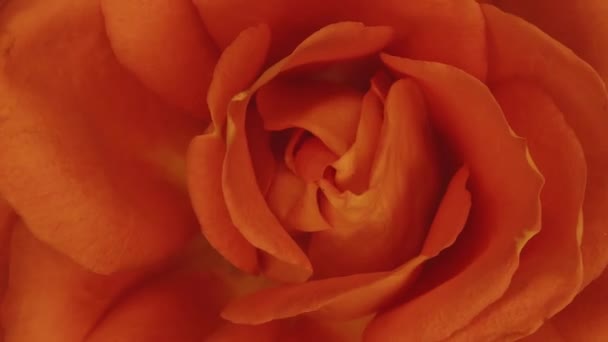 Поразительный Макро Снимок Апельсиновой Розы Процессе Увядания Захваченный Течением Времени — стоковое видео