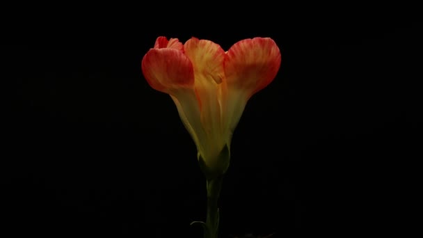 Frame Highlights Singular Beauty Flower Likely Tulip Petals Exhibiting Gradient — Stock Video