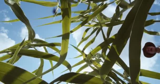 ビデオフレームは コーンフィールドを横断する農民の地上レベル 広角の景色を提供しています 中央の焦点は 中間の地面を占める堅牢なトウモロコシの茎 彼らの評判の葉が伸びています — ストック動画