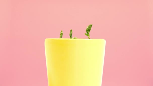 Heartwarming Timelapse Young Green Plants Emerge Soil Bright Yellow Pot — Stock Video